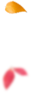 Liście