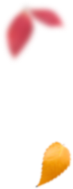 Liście