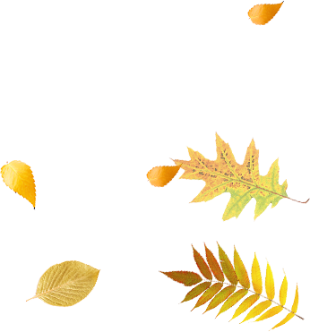 Liście
